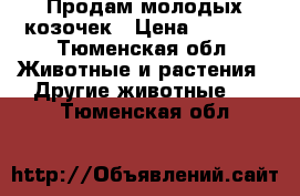 Продам молодых козочек › Цена ­ 3 000 - Тюменская обл. Животные и растения » Другие животные   . Тюменская обл.